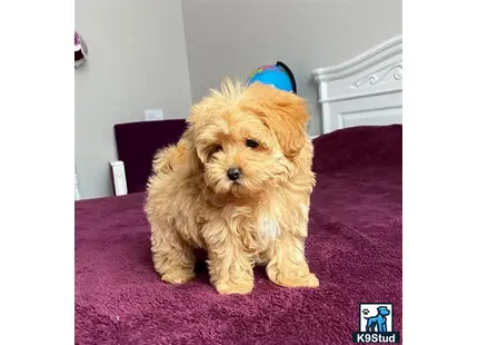 a maltipoo dog sitting on a bed